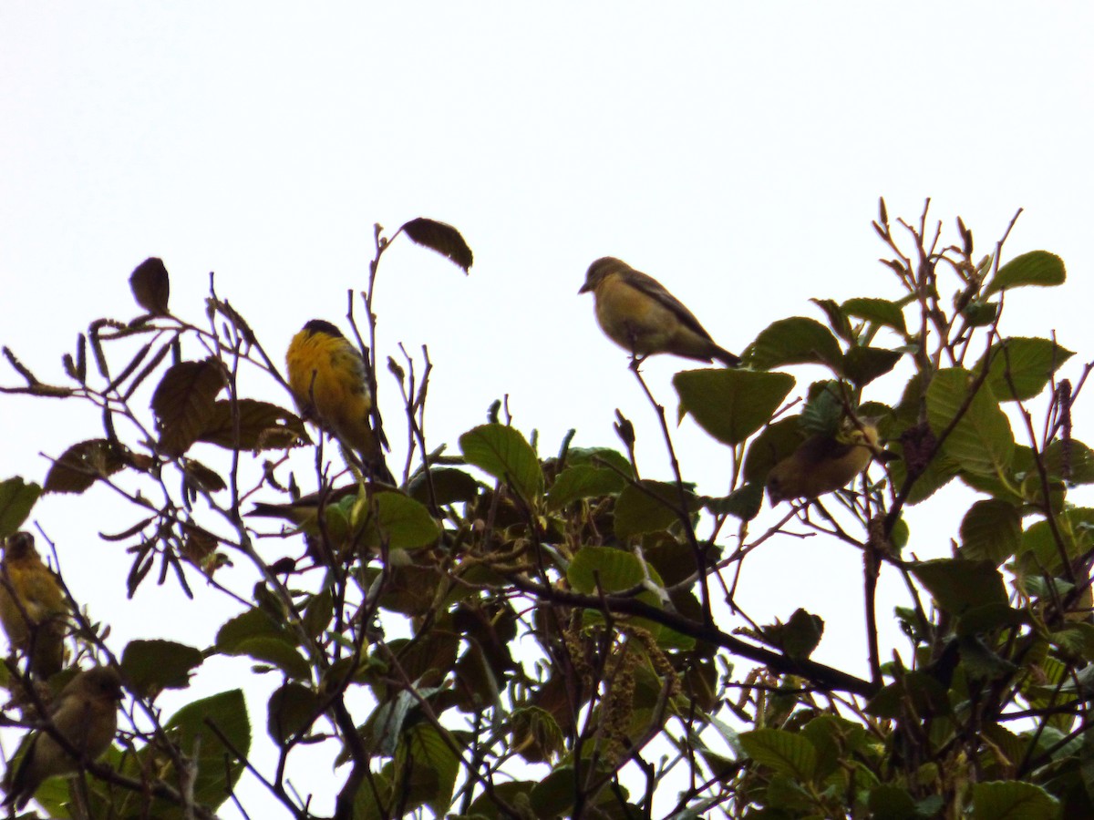 Lesser Goldfinch - ML642115655