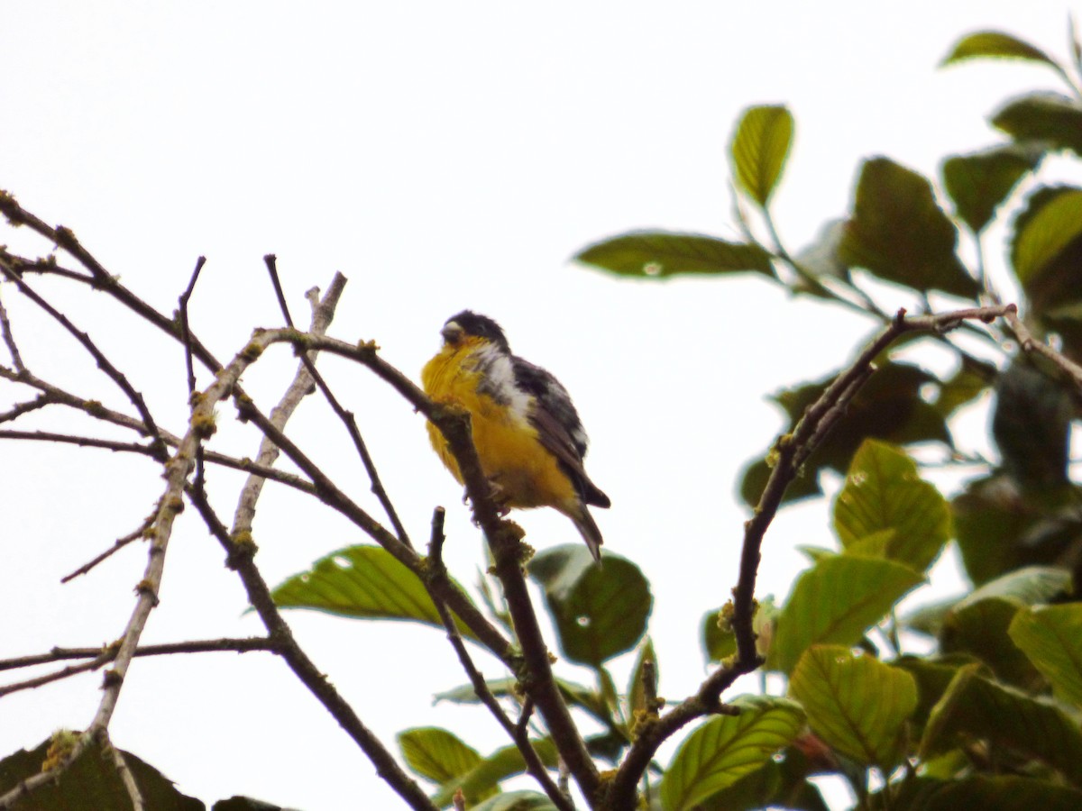 Lesser Goldfinch - ML642115656