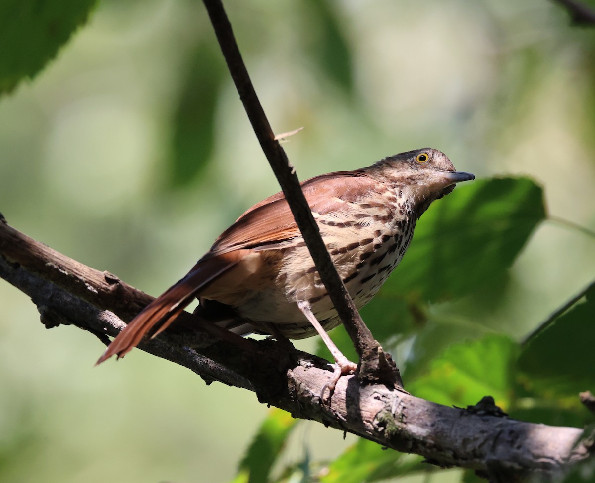 Brown Thrasher - ML642115657