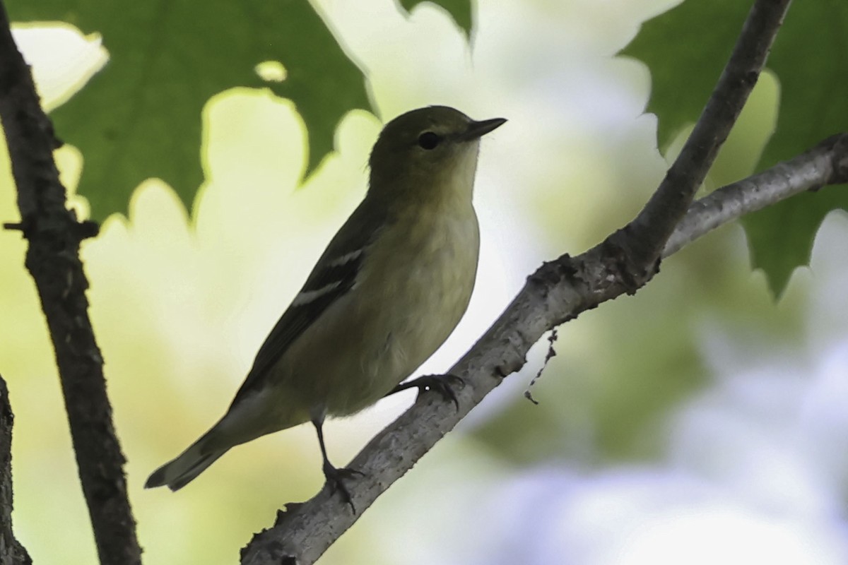 Bay-breasted Warbler - ML642115658