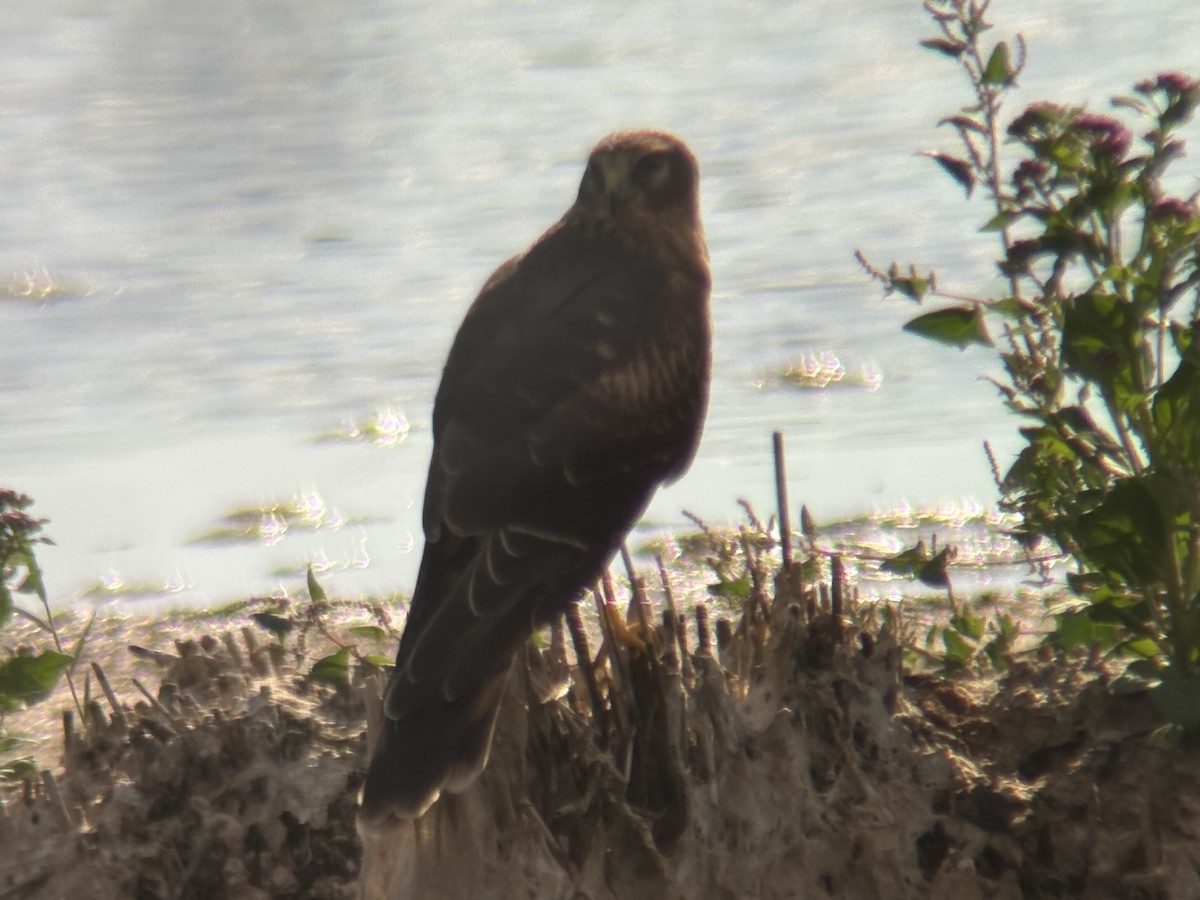 Northern Harrier - ML642115659