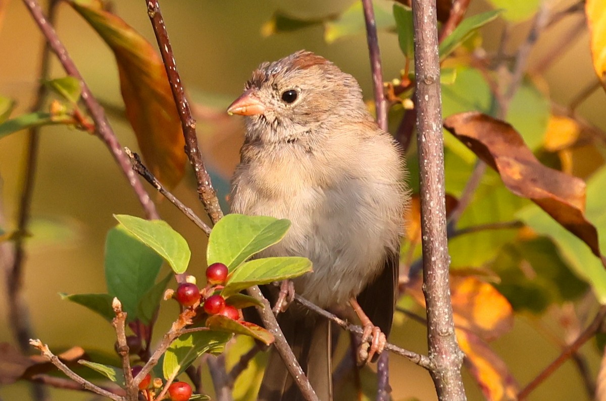 Field Sparrow - ML642115662