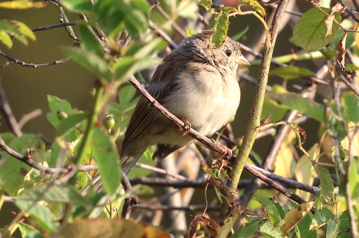 Field Sparrow - ML642115663