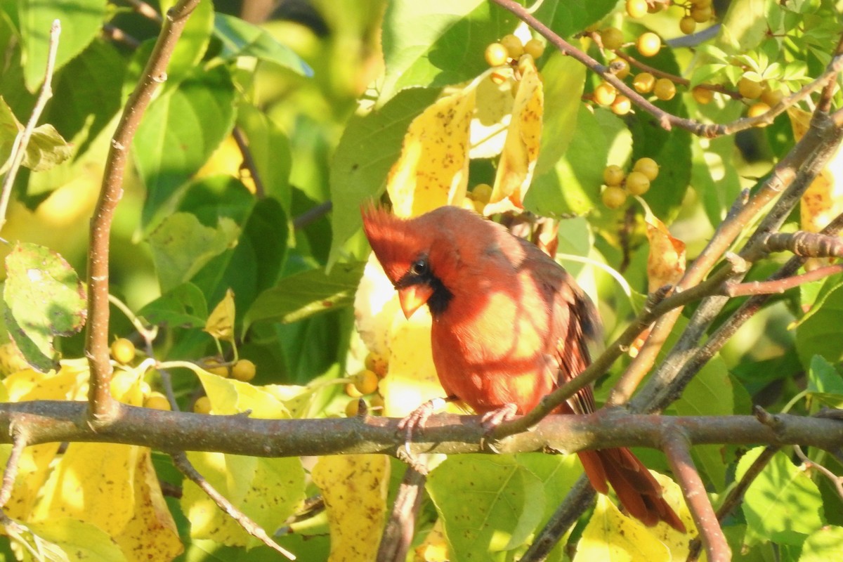 Northern Cardinal - ML642115664