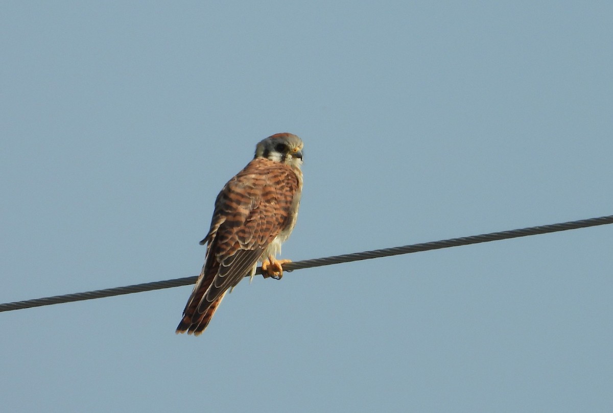 American Kestrel - ML642115682