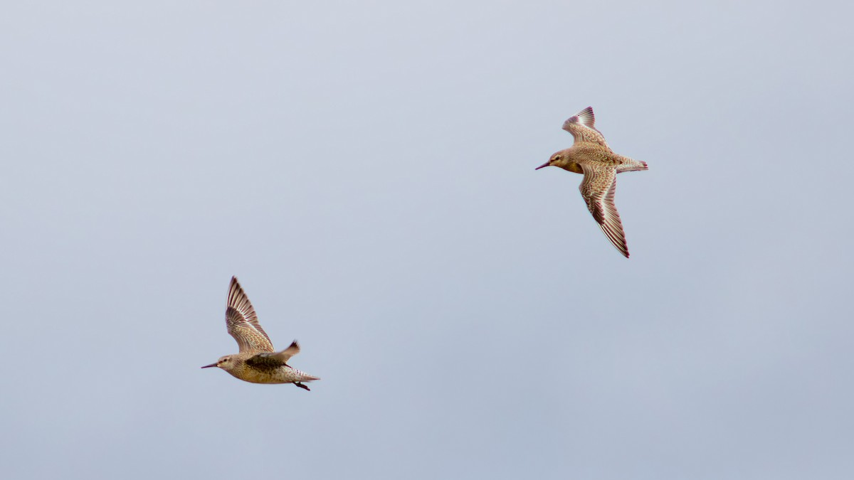 Red Knot - ML642115702