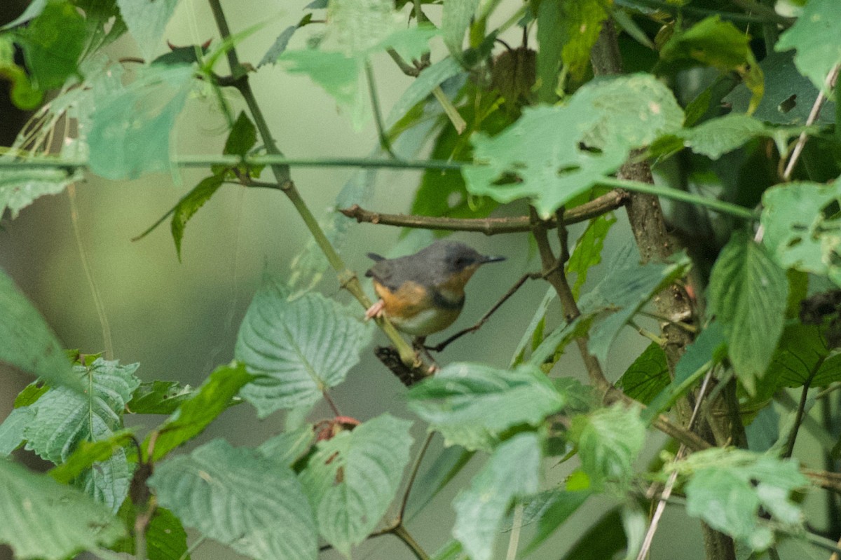rwenzoriapalis - ML642115709