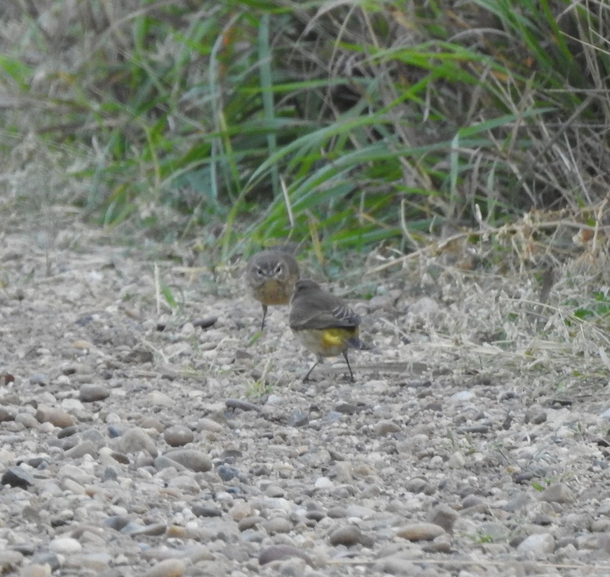 Palm Warbler - ML642115718