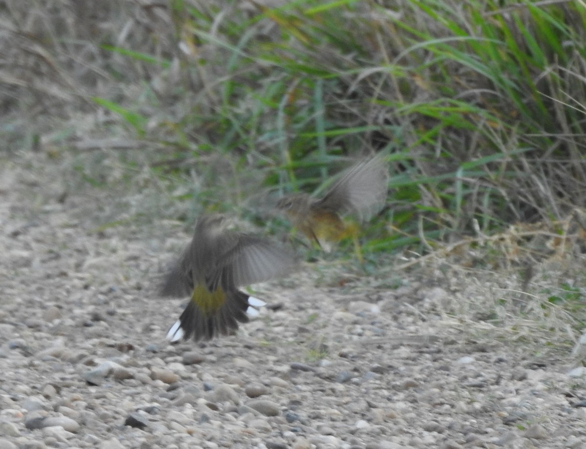 Palm Warbler - ML642115719