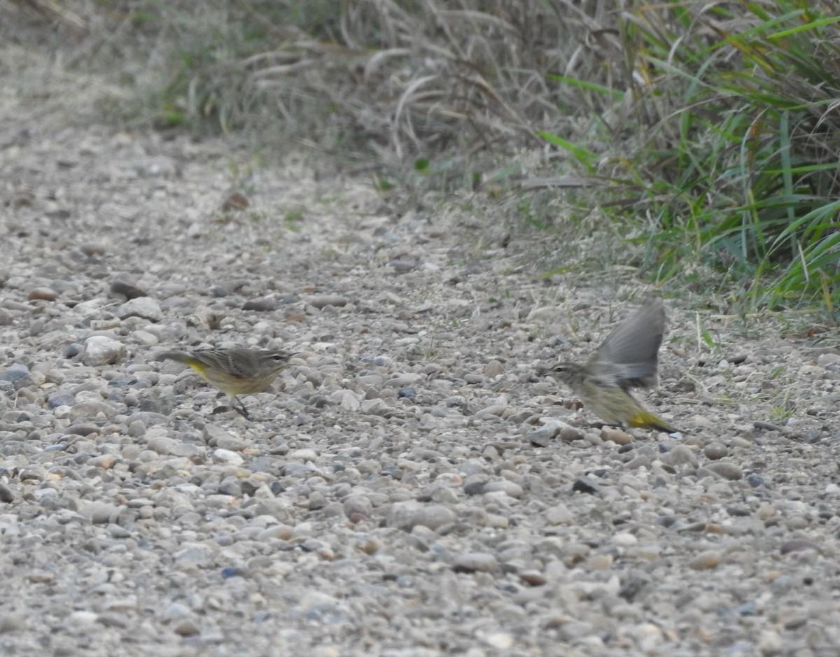 Palm Warbler - ML642115720
