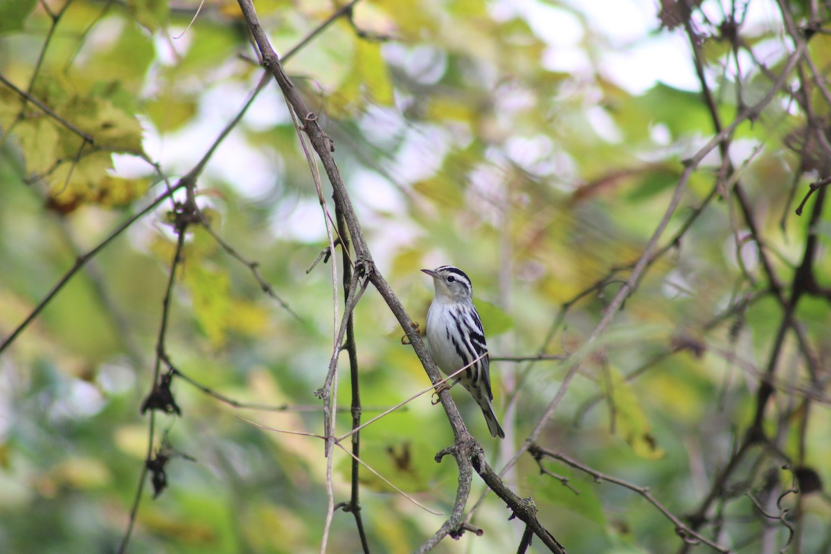Black-and-white Warbler - ML642115721
