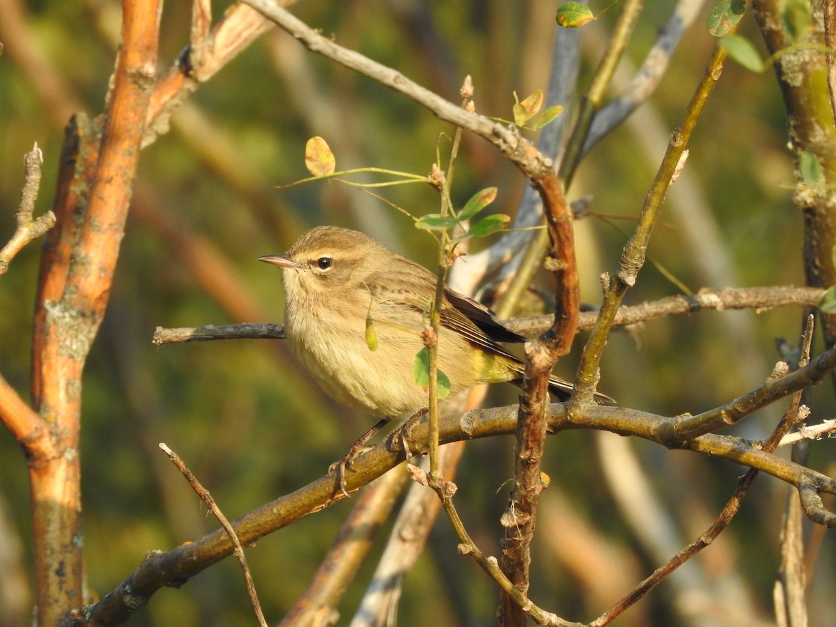 Palm Warbler - ML642115723