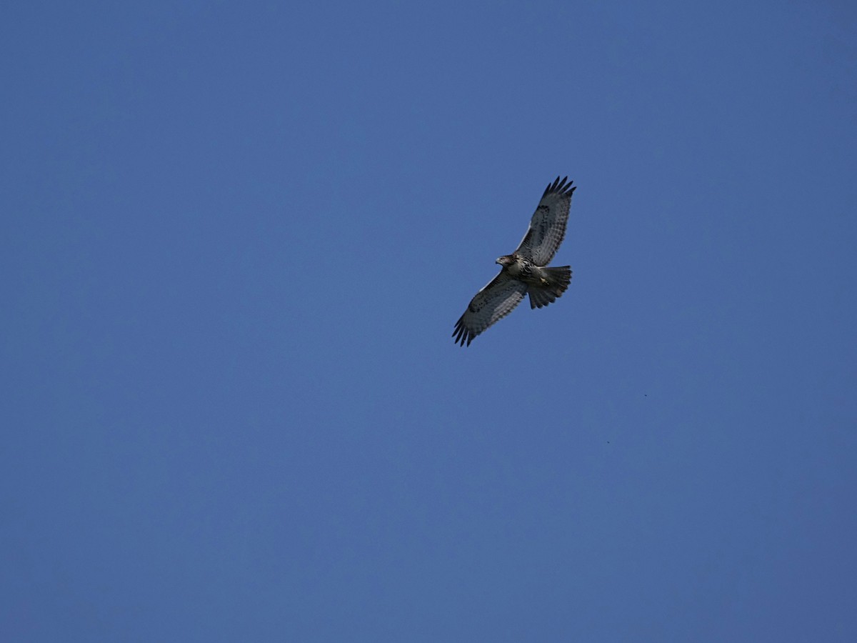 Red-tailed Hawk - ML642115725