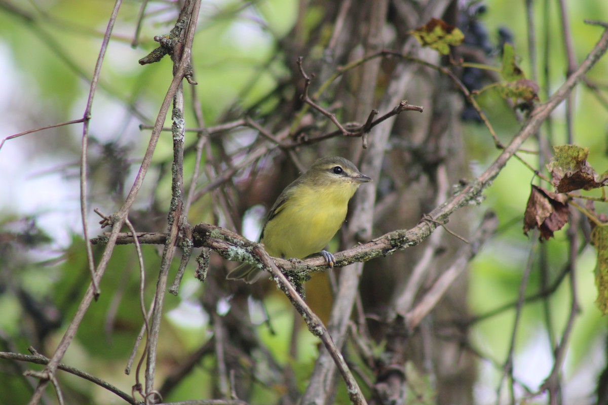 Philadelphia Vireo - ML642115750