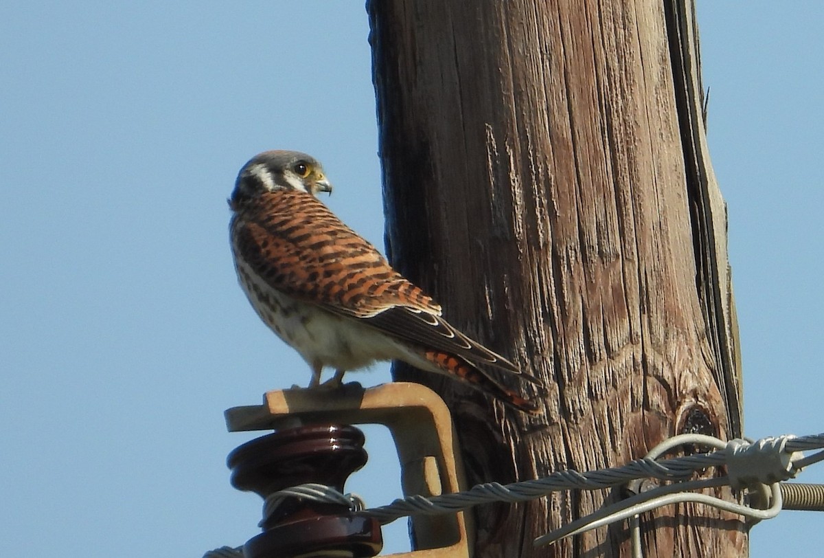 American Kestrel - ML642115763