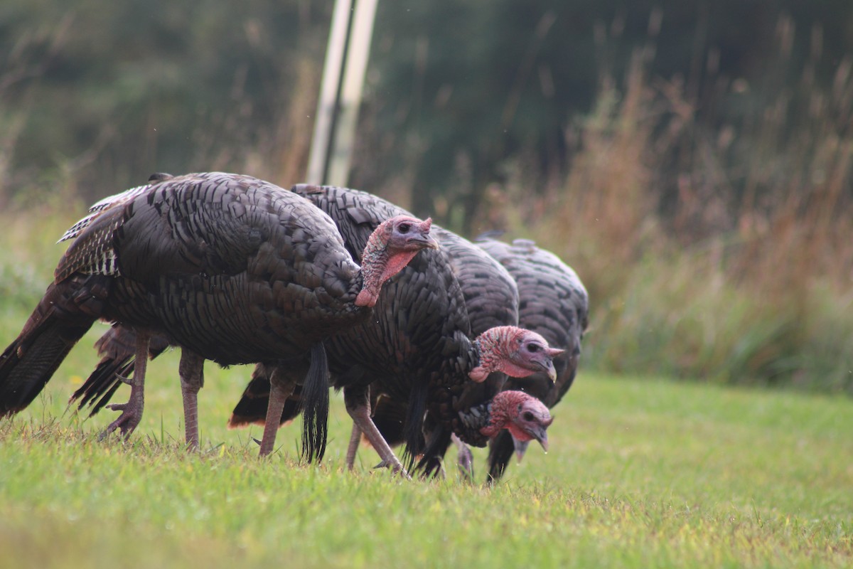 Wild Turkey - ML642115773