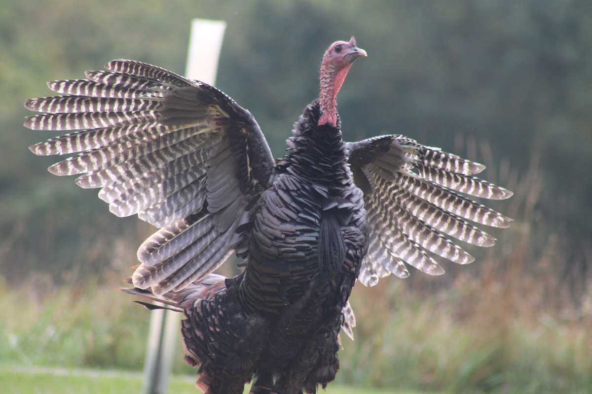 Wild Turkey - ML642115777