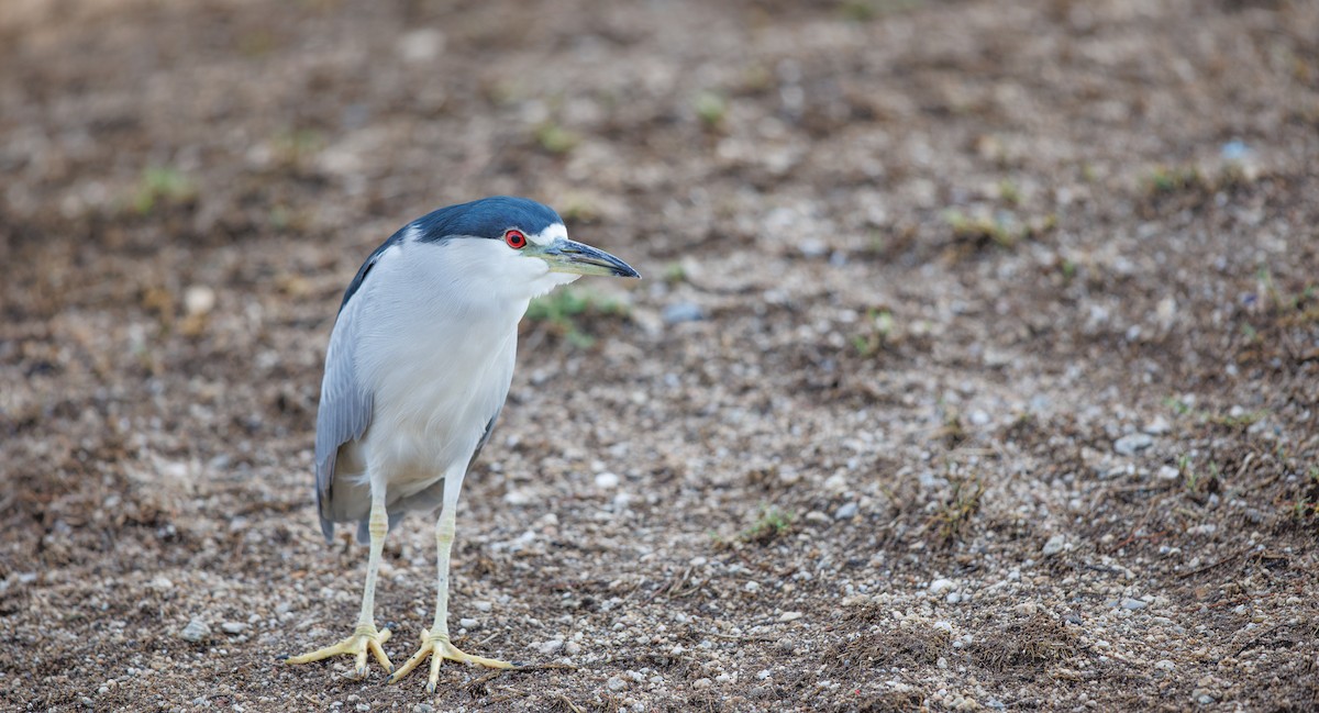 Black-crowned Night Heron - ML642115778