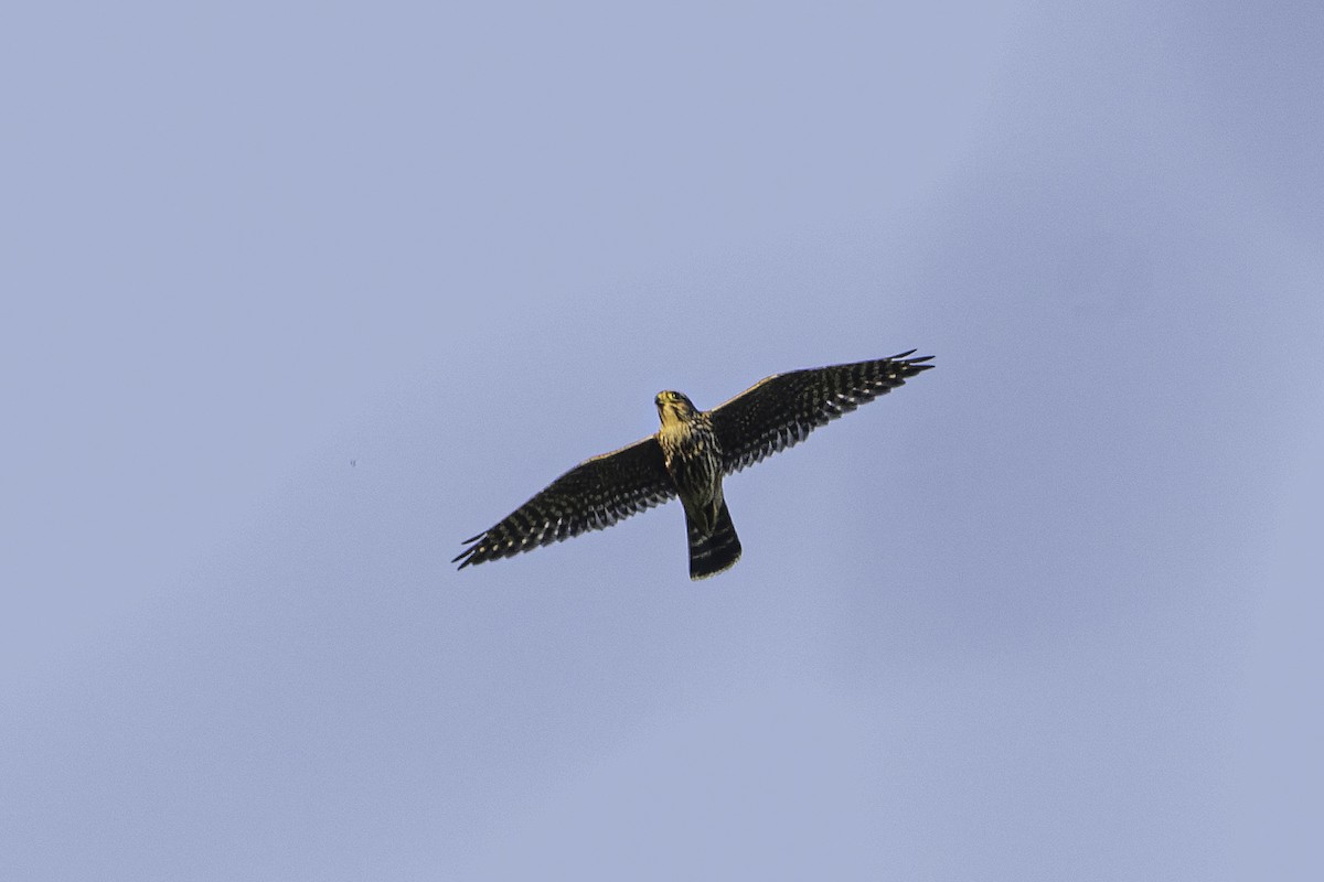 Merlin - ML642115800