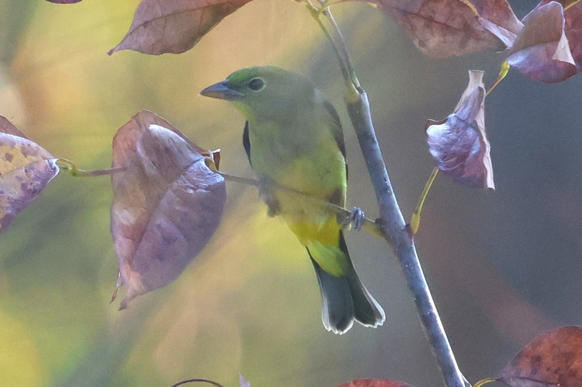 Scarlet Tanager - ML642115803