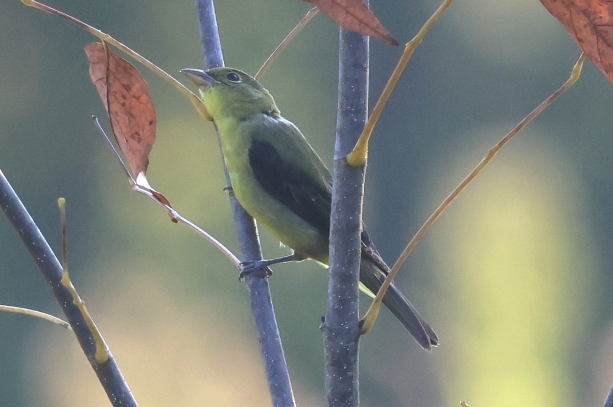 Scarlet Tanager - ML642115804