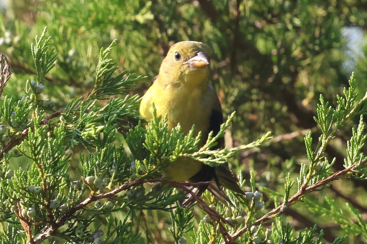 Scarlet Tanager - ML642115805