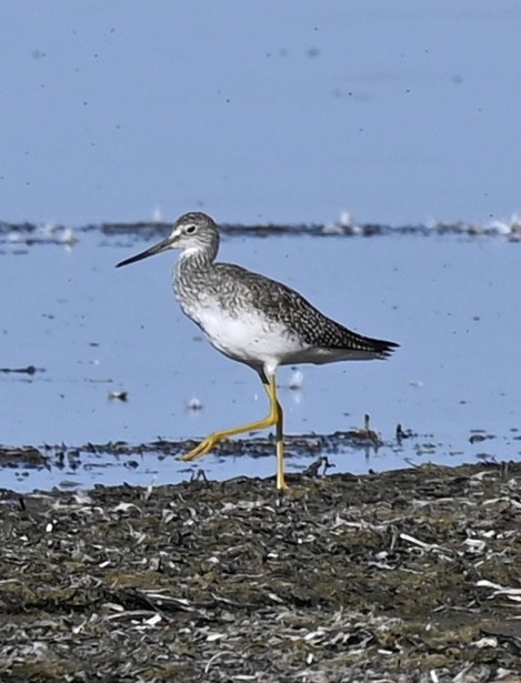 Lesser Yellowlegs - ML642115806