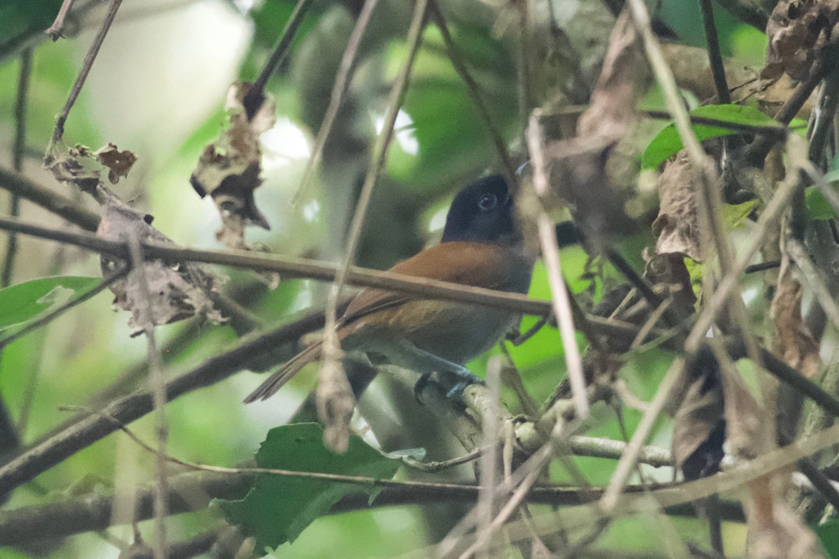Rwenzori Hill Babbler - ML642115807