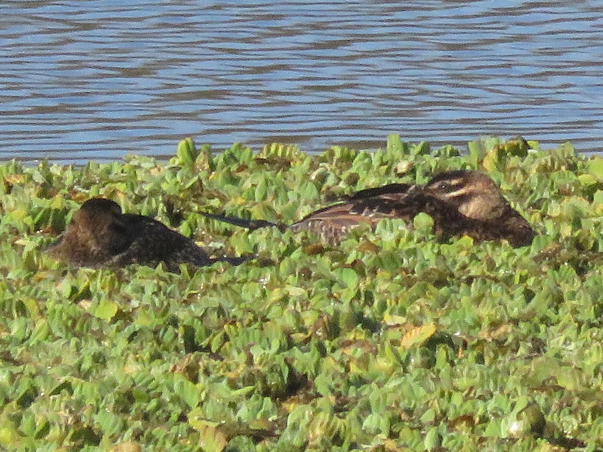 Masked Duck - ML642115808