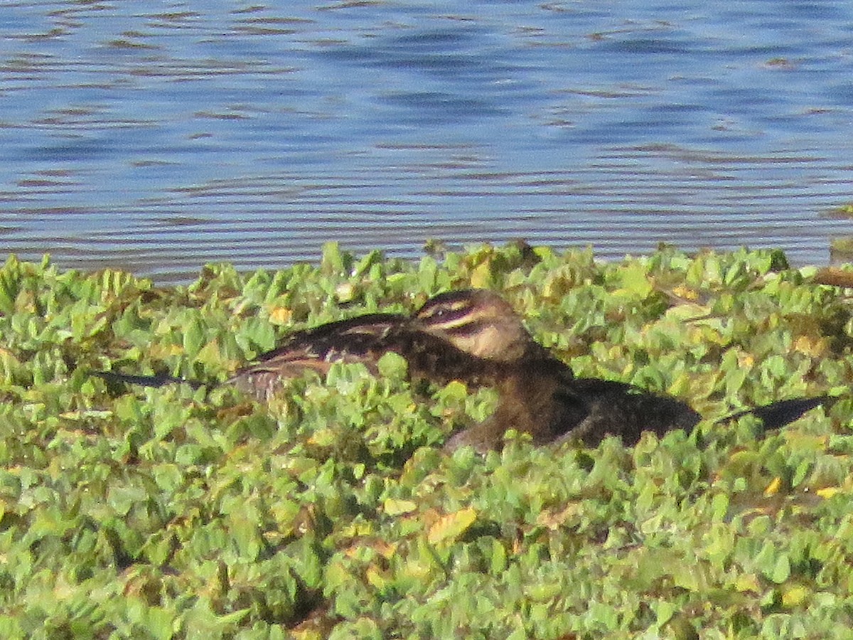 Masked Duck - ML642115809