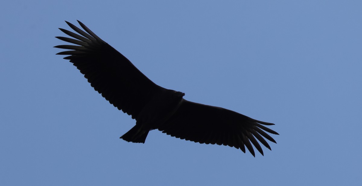 Black Vulture - ML642115811
