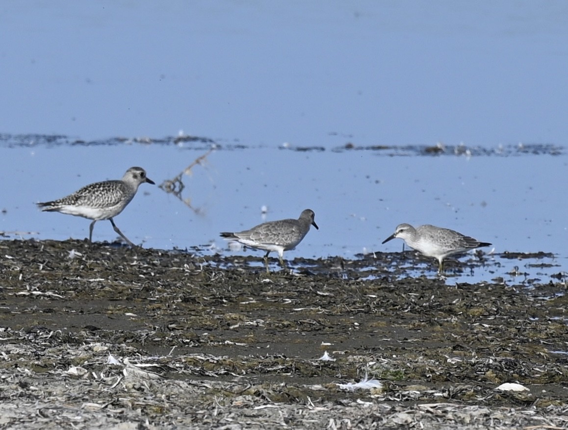 Red Knot - ML642115813