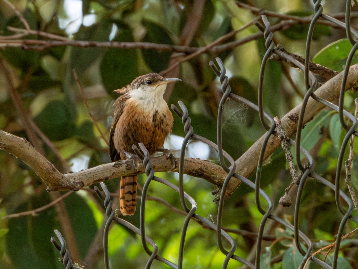 Canyon Wren - ML642115814