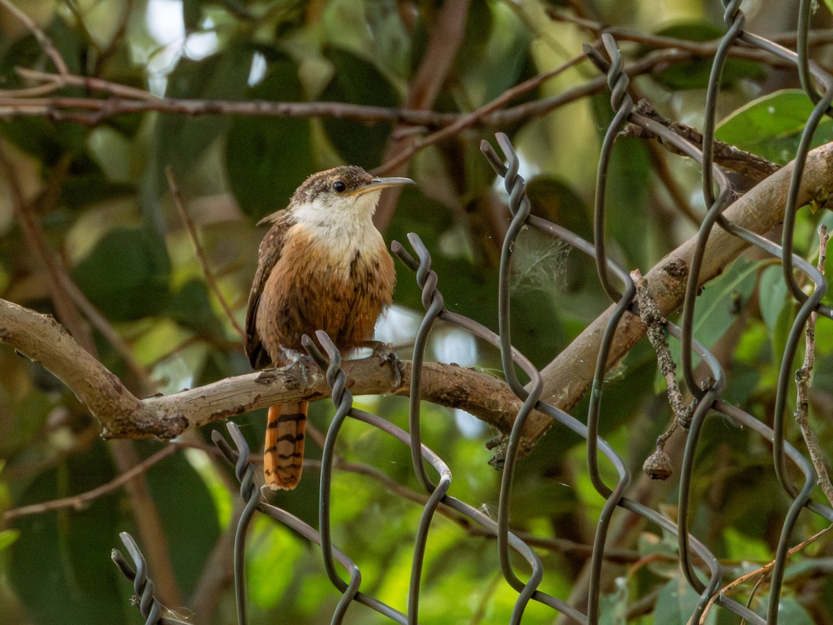 Canyon Wren - ML642115815