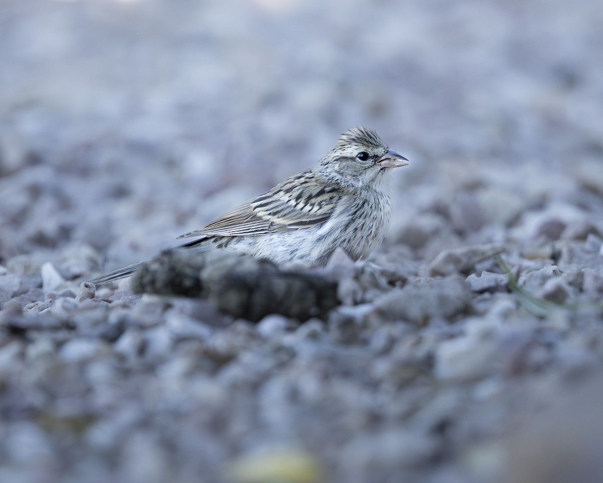 Brewer's Sparrow - ML642115816