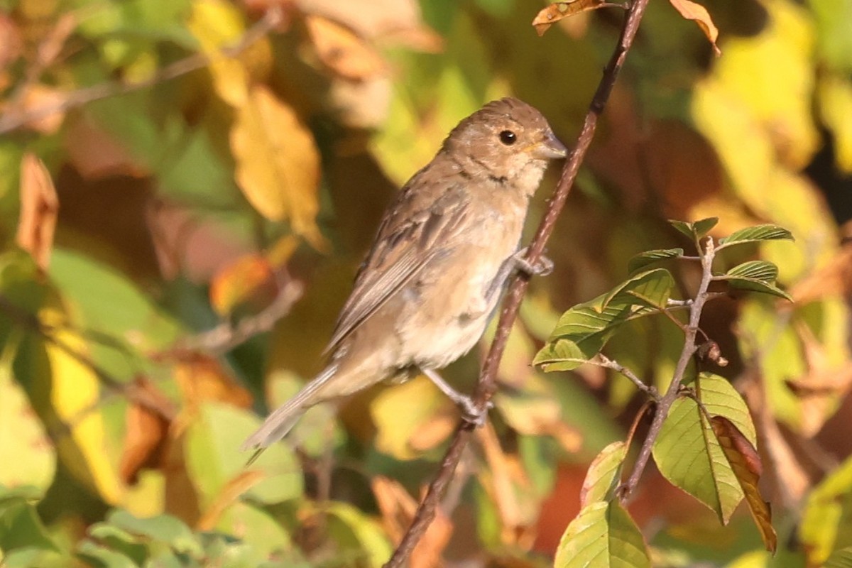 Indigo Bunting - ML642115821