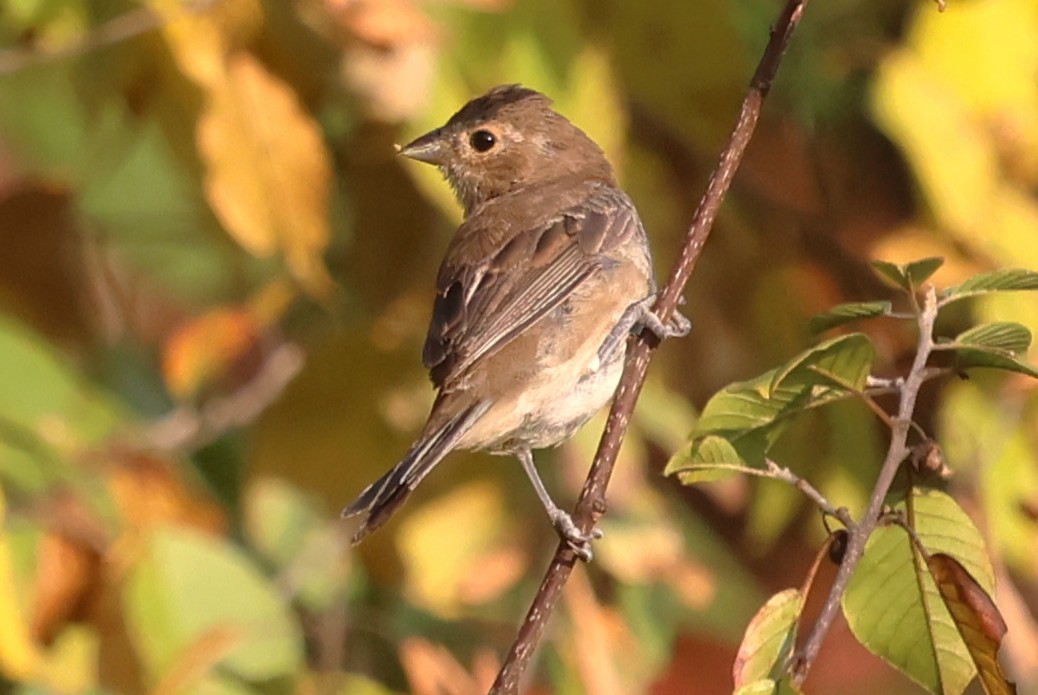 Indigo Bunting - ML642115822