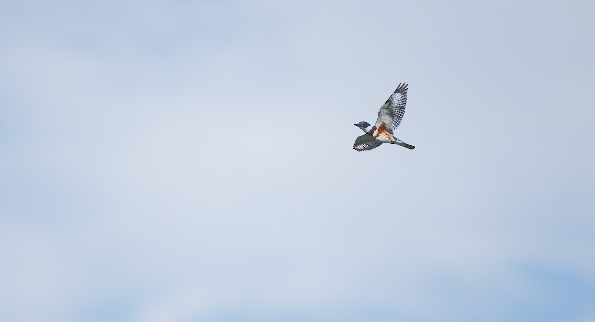 Belted Kingfisher - ML642115826