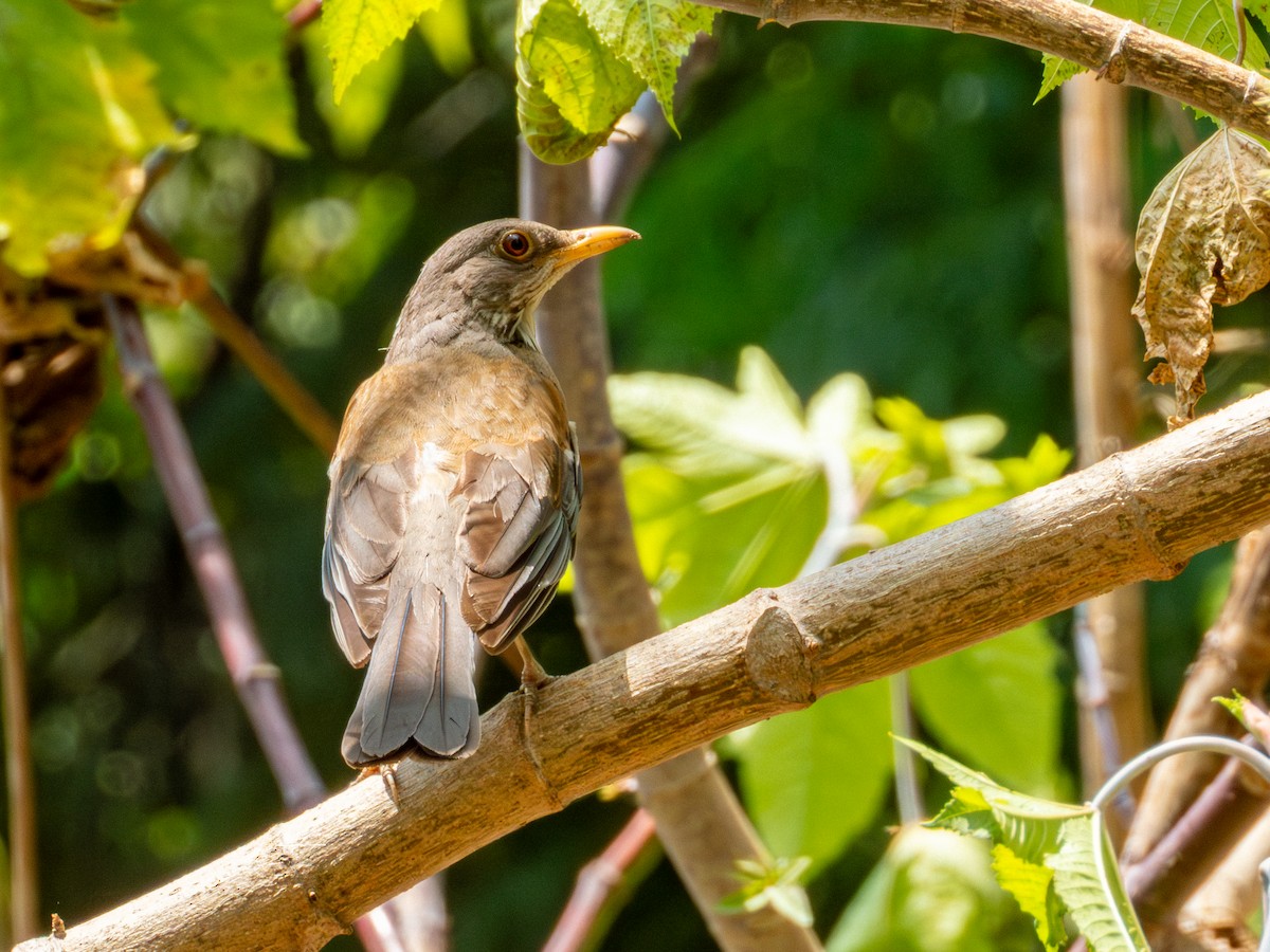 Rufous-backed Robin (Rufous-backed) - ML642115827