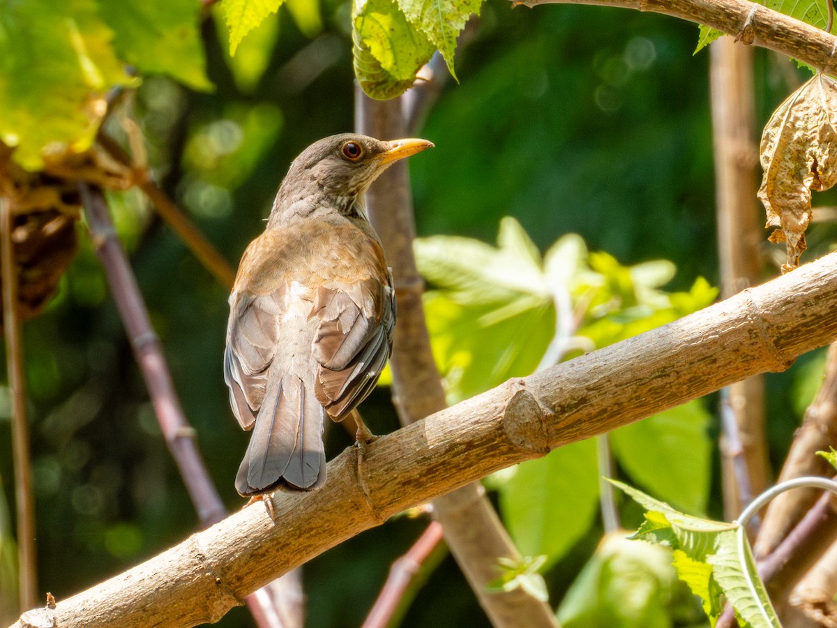 Rufous-backed Robin (Rufous-backed) - ML642115828