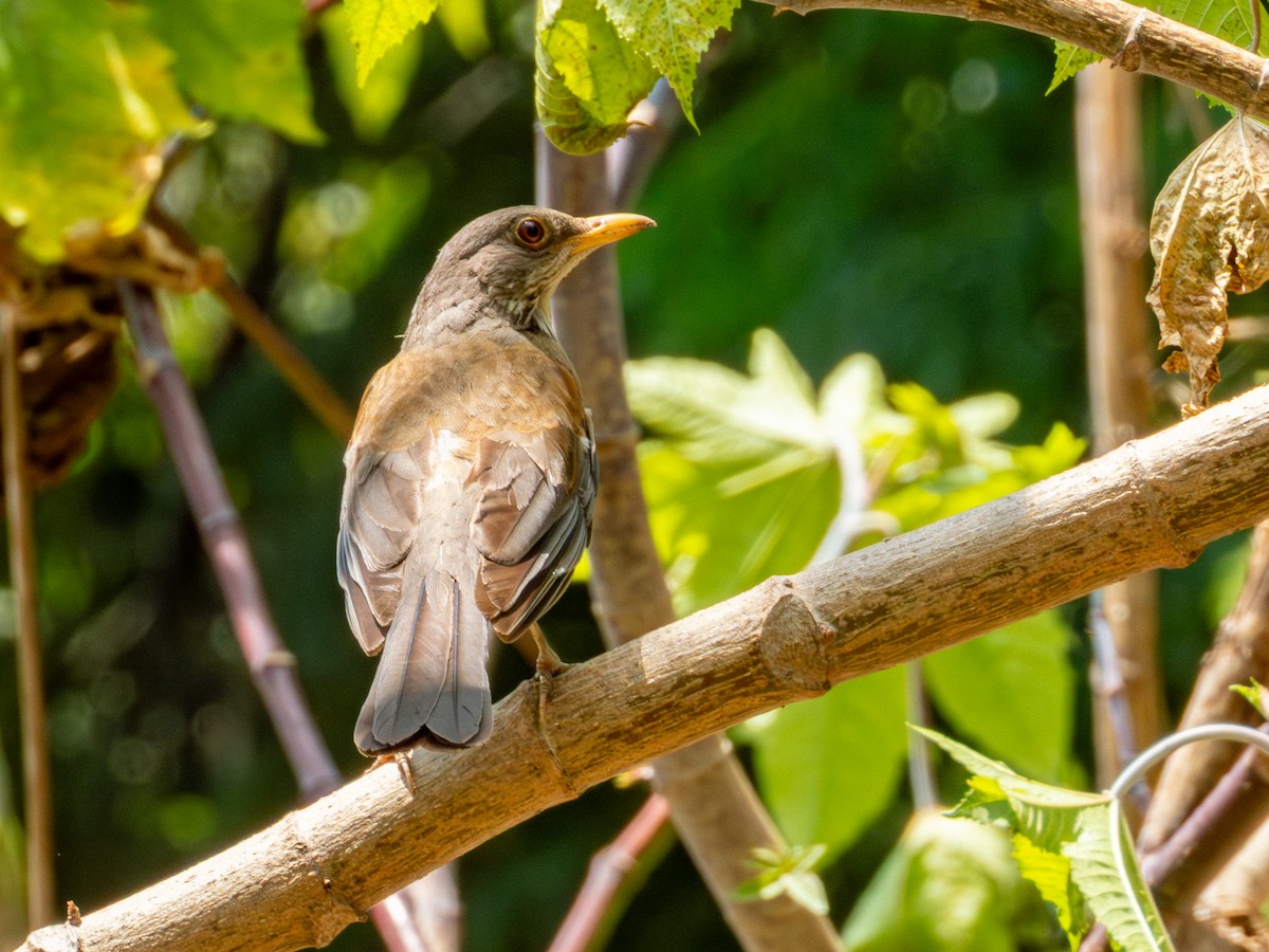 Rufous-backed Robin (Rufous-backed) - ML642115829