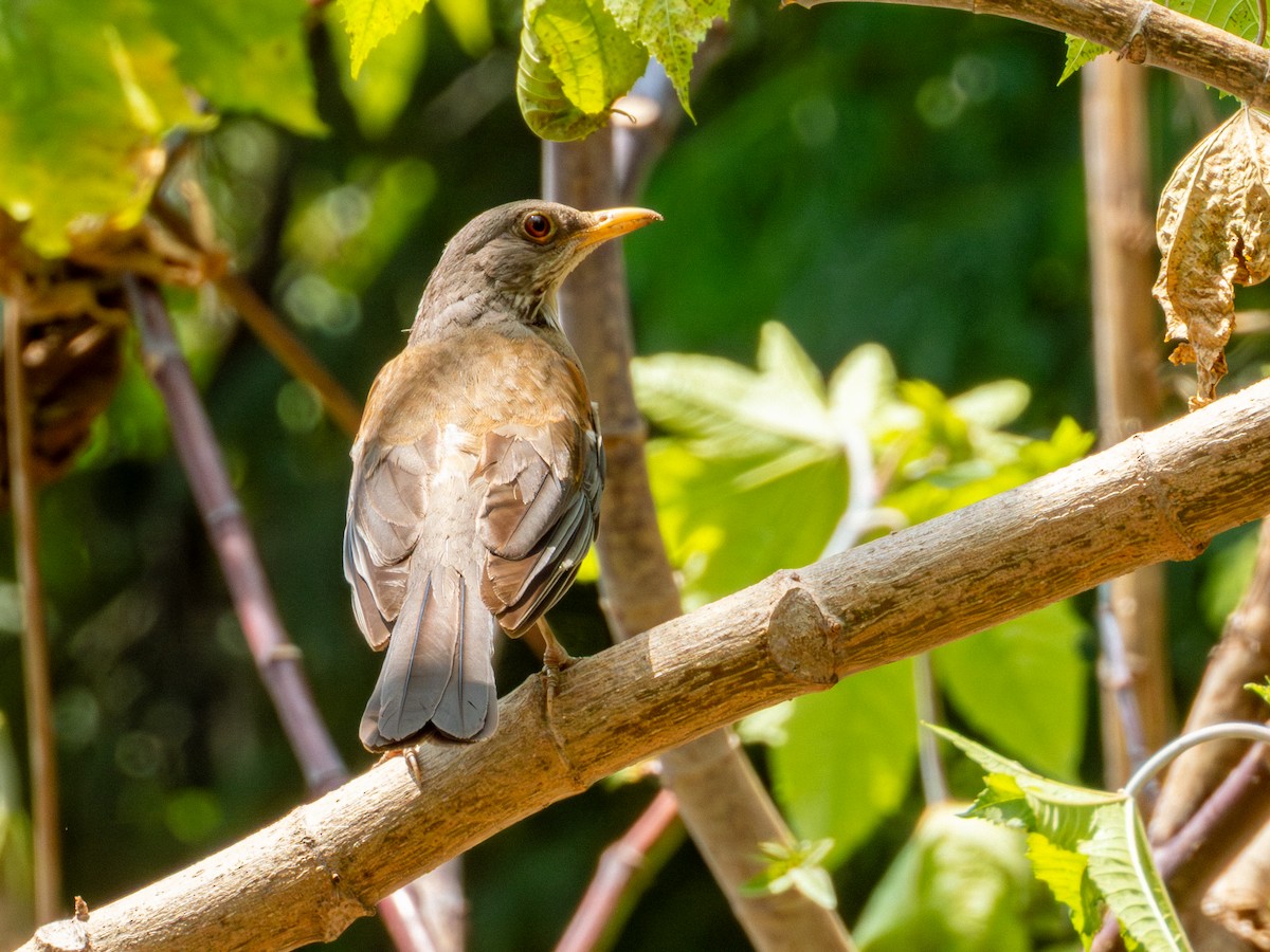 Rufous-backed Robin (Rufous-backed) - ML642115830