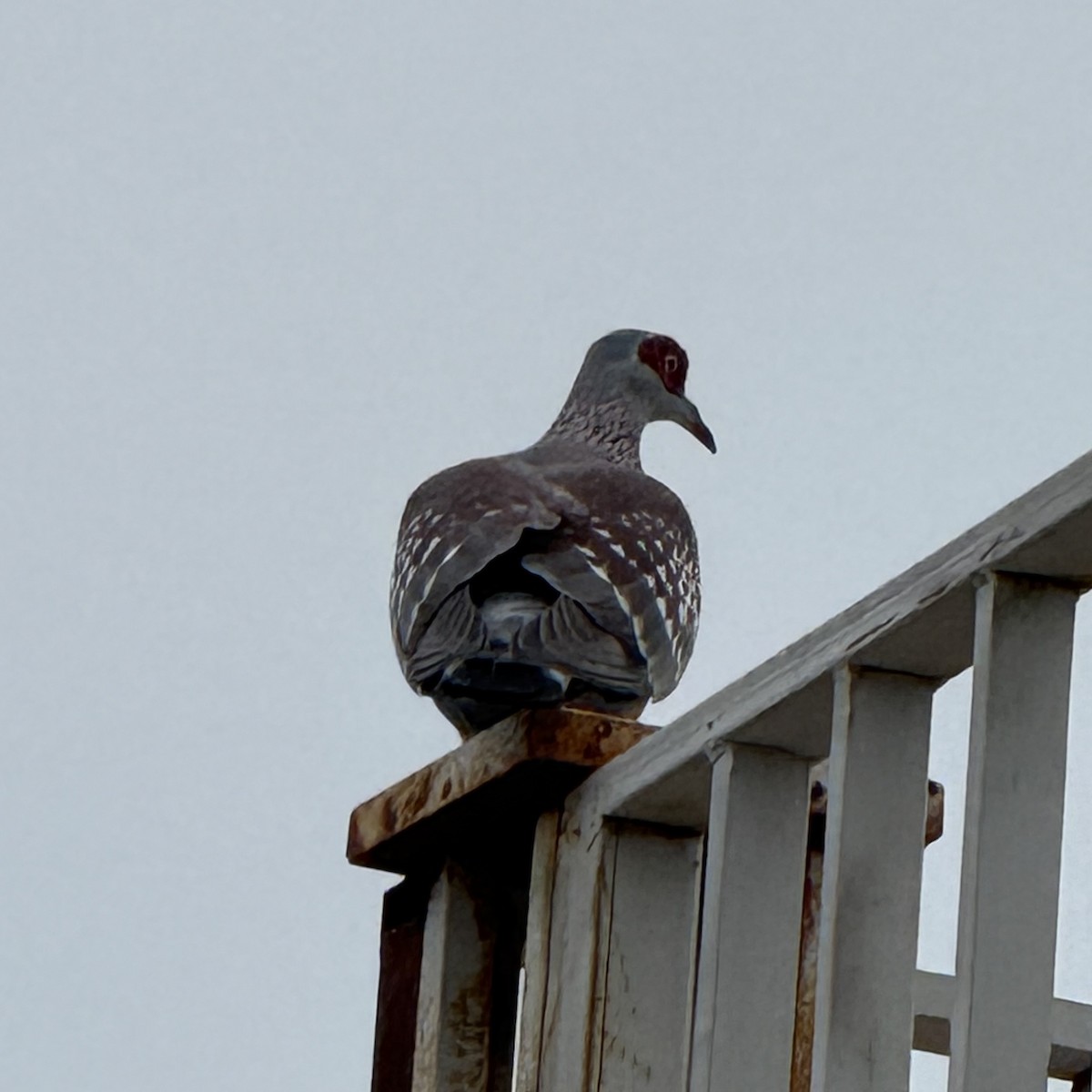 Speckled Pigeon - ML642115832