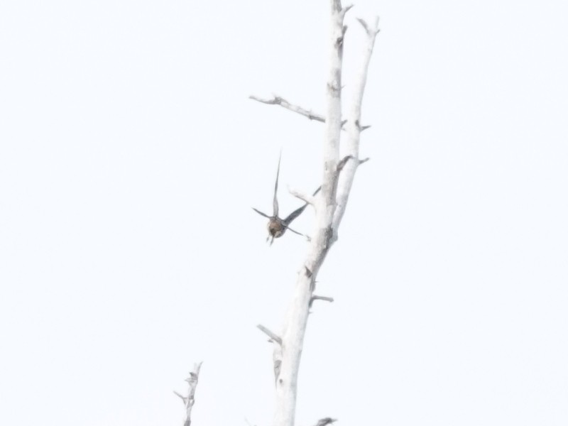 Merlin - ML642115833