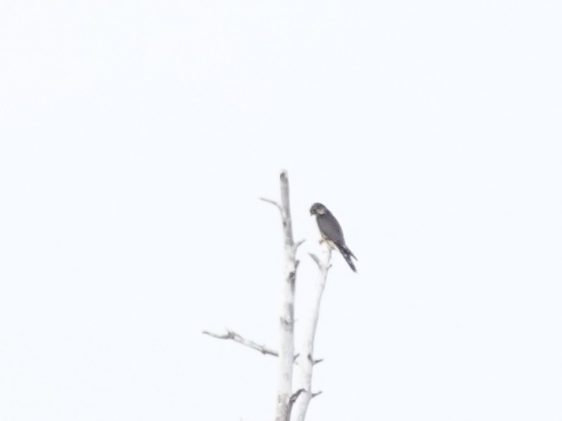 Merlin - ML642115834