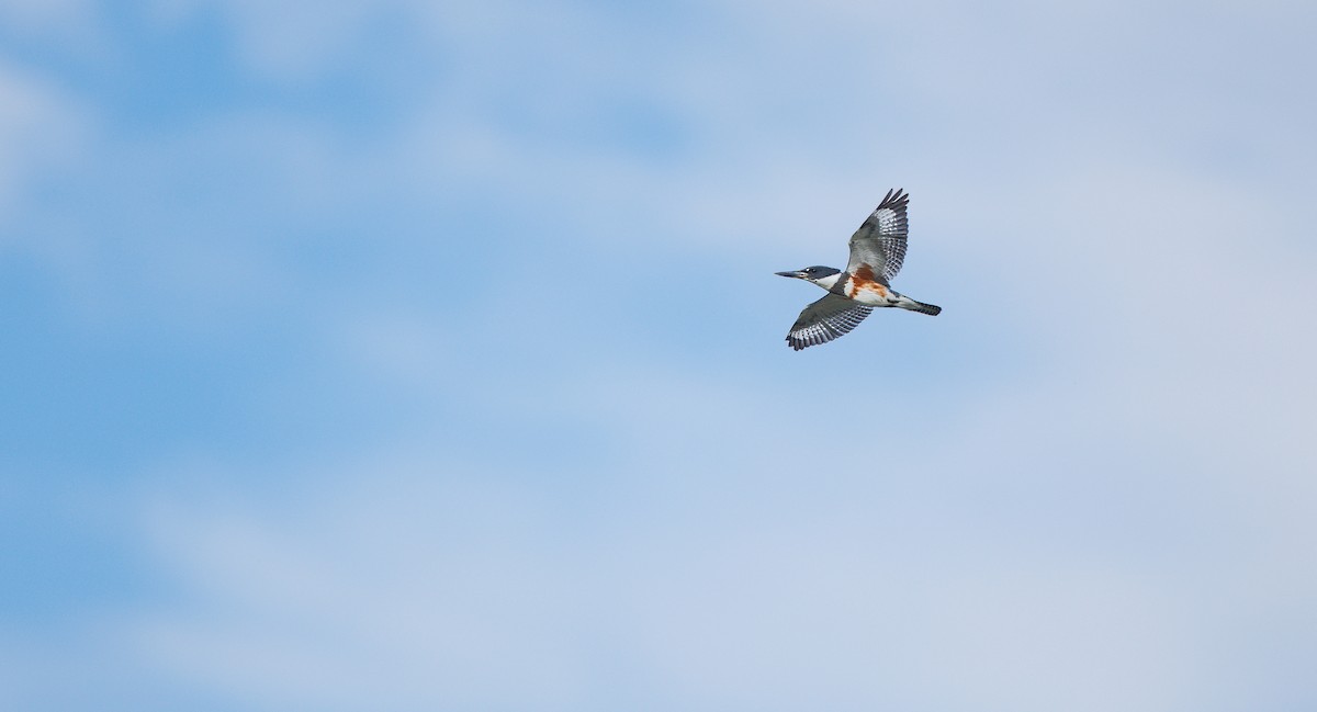 Belted Kingfisher - ML642115835
