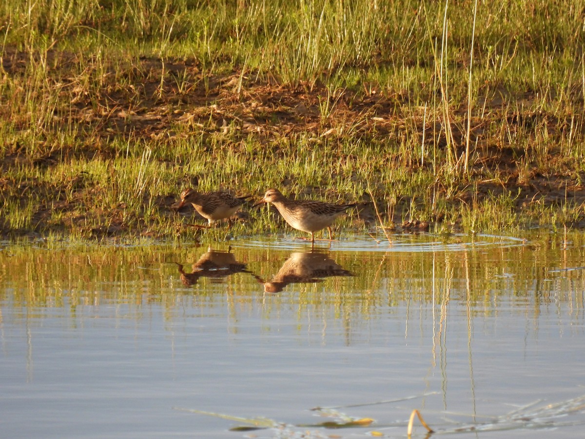 Pectoral Sandpiper - ML642115836