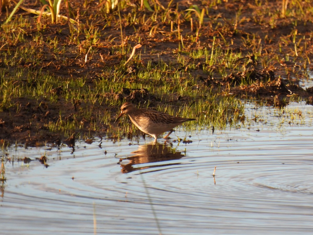 Pectoral Sandpiper - ML642115837