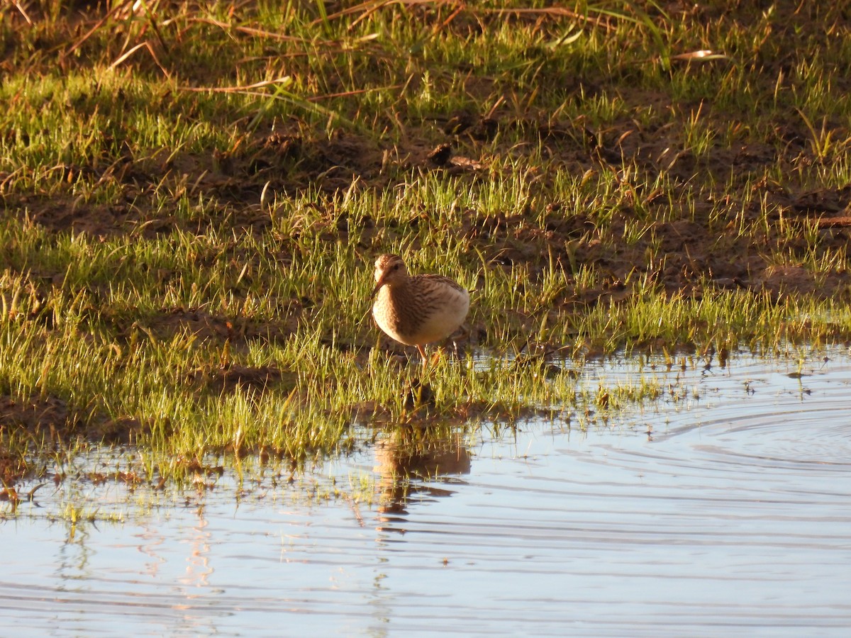 Pectoral Sandpiper - ML642115838