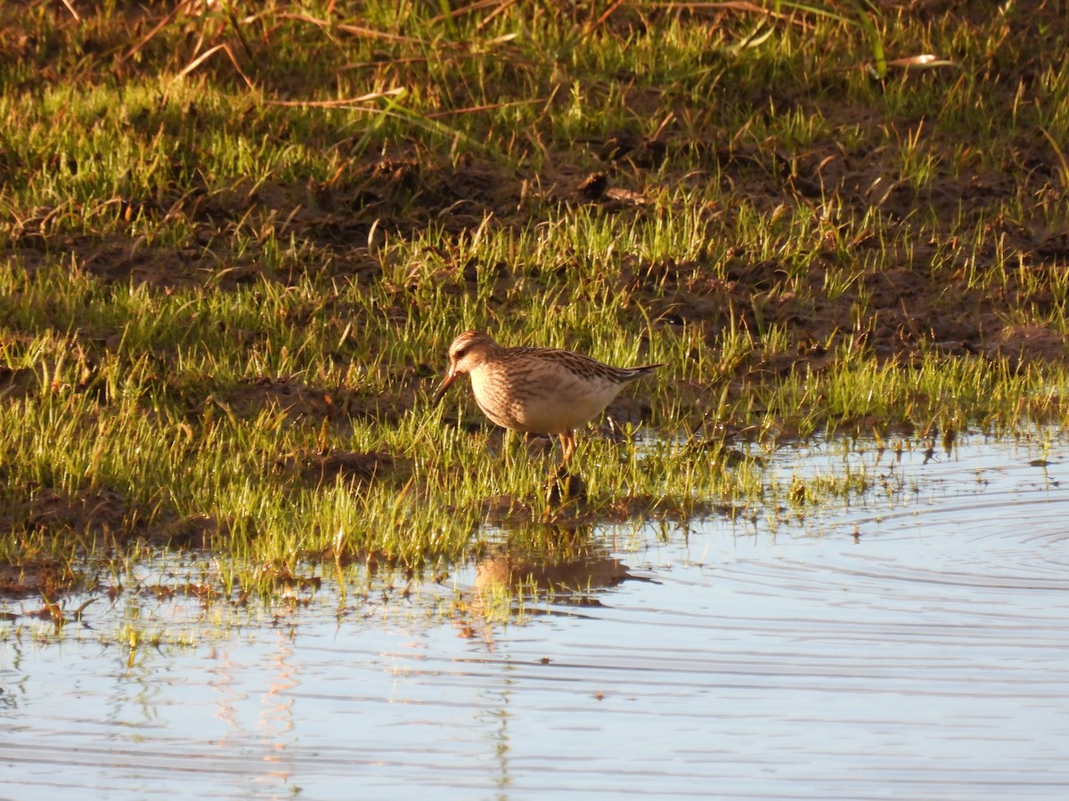 Pectoral Sandpiper - ML642115839